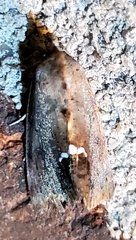 Hypsoropha hormos