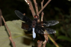 Thermorthemis madagascariensis