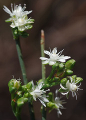 Macarthuria australis