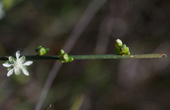 Macarthuria australis