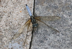 Orthetrum azureum
