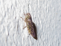 Idiocerus herrichii
