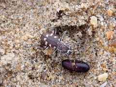 Cicindela maritima