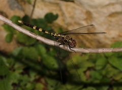 Orthetrum icteromelas