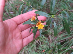 Hypericum prolificum