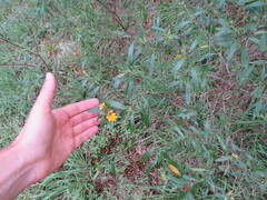 Hypericum prolificum