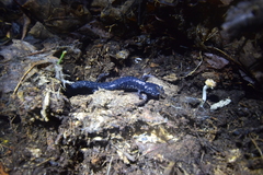 Plethodon glutinosus