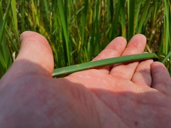 Schoenoplectus acutus