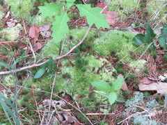 Leucobryum glaucum