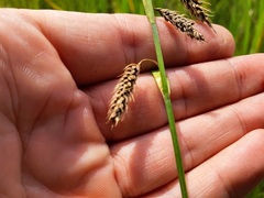 Carex paleacea