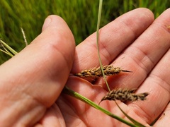 Carex paleacea