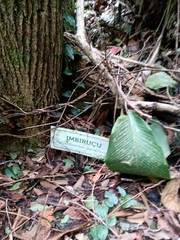 Pseudobombax grandiflorum