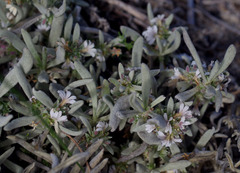 Scaevola canescens