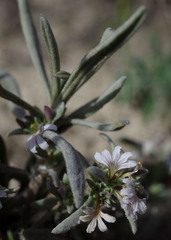 Scaevola canescens