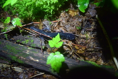 Plethodon