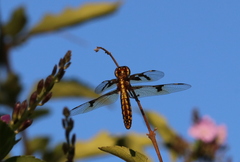 Palpopleura