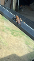 Promachus rufipes