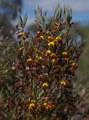 Daviesia nudiflora
