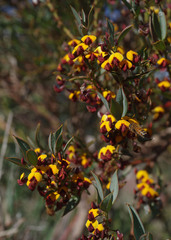 Daviesia nudiflora