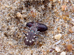 Cicindela maritima