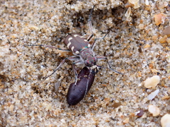 Cicindela maritima