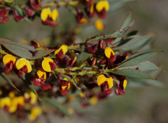 Daviesia nudiflora
