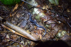 Plethodon cheoah