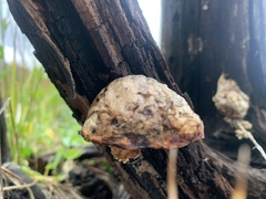 Spongiporus leucospongia