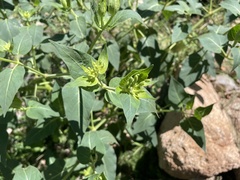 Mirabilis longiflora