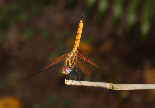 Madagascan Crimson Dropwing