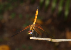 Trithemis selika