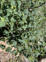 Mirabilis longiflora