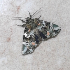 Chytonix elegans