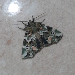 Chytonix elegans