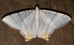 Phrygionis platinata