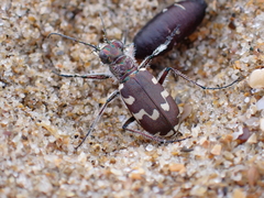 Cicindela maritima