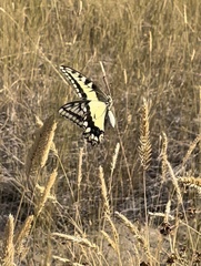 Papilio machaon oregonius