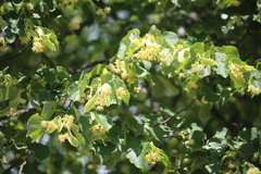 Tilia cordata