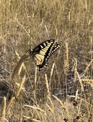 Papilio machaon oregonius