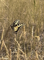 Papilio machaon oregonius
