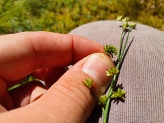 Juncus canadensis