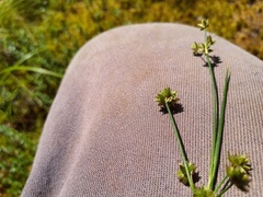 Juncus canadensis