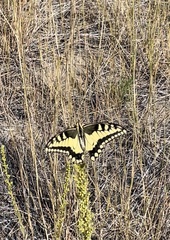 Papilio machaon oregonius