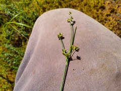 Juncus canadensis