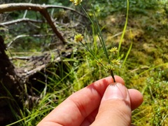 Juncus canadensis