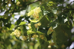 Tilia cordata
