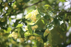 Tilia cordata
