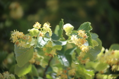 Tilia cordata