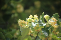 Tilia cordata