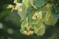 Tilia cordata
